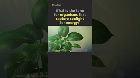 Biology Quiz: What is the term for organisms that capture sunlight for energy?