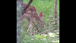 battlefield wildlife