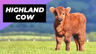 Highland Cow 🐮 A Unique Animal You Have Never Seen #shorts