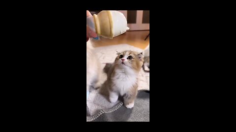 Funny and cute cat video