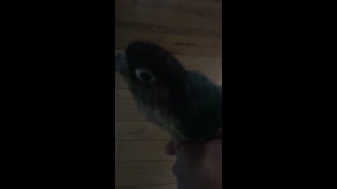 My bird loves attention