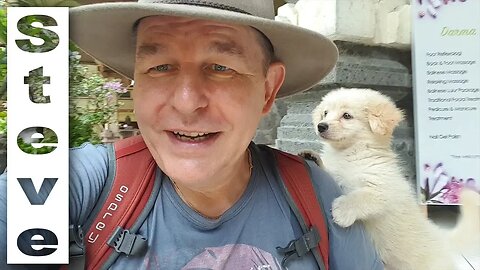 PUPPIES 🐶 OF UBUD - How Much is a Hotel in UBUD? 🇮🇩