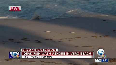 Dead fish wash ashore in Vero Beach