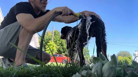 How To Give A Dog A Bath Outside / Rottweiler Grooming