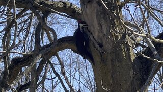 Pileated wood pecker pecking hard