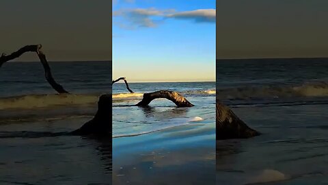 ⛱️ Jekyll Island ⛱️ - Driftwood Beach 1 #shorts