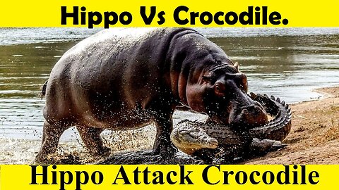 Hippo Attack Crocodile,. Crocodile Vs Hippo Fight. (Tutorial Video)