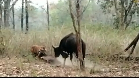 Gaur the Indian wild buffalo, the tiger destroyer