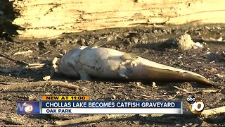 Concerns raised over dead fish at Chollas Lake