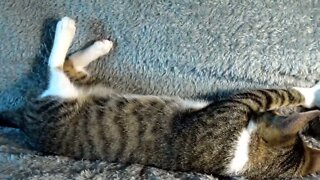Funny Kitten Makes Biscuits Upside Down