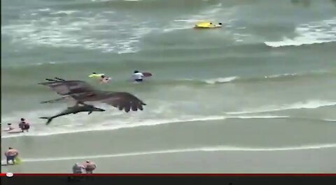 Huge Bird Flies Away With Shark @ #South #Carolina #Beach #USA Extended Video Most Watch