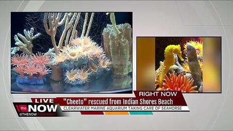 Seahorse mistaken for Cheeto falls out of sky