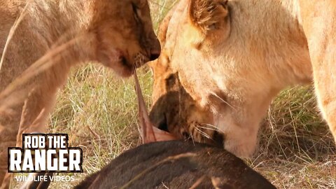 Lion Pride Eating Breakfast | Maasai Mara Safari | Zebra Plains