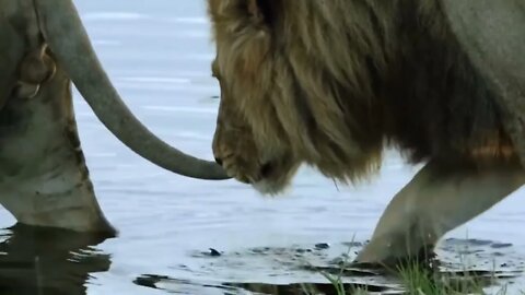 Crocodile is King Swamp! Two Male Lion Protect Yourself From Crocodile In River-6