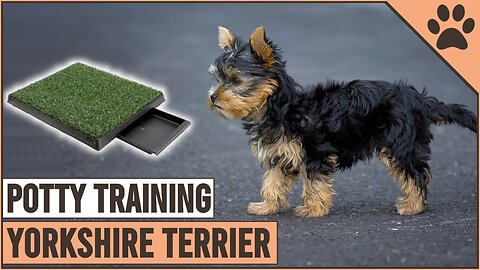 Secret Tips On How To Potty Train A Yorkshire Terrier