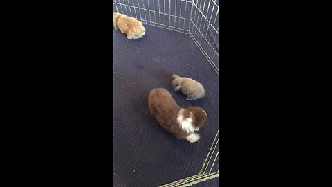 Puppy plays with his new bunny friends