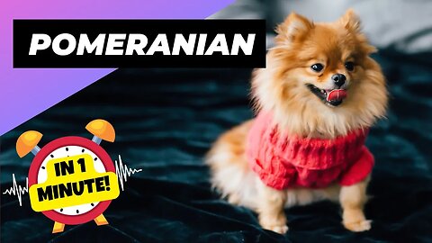 Pomeranian - In 1 Minute! 🐶 One Of The Smallest Dog Breeds In The World | 1 Minute Animals