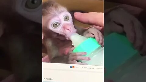 precioso mono tomando leche en biberon