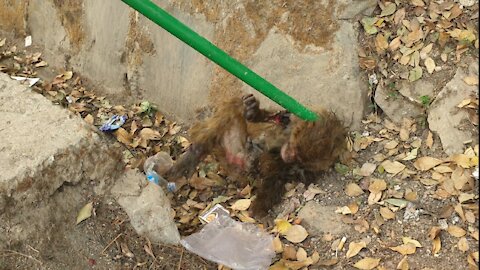 Monkey gets electric shock || The monkey was rescued and sent to the forest department