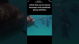 Dolphins are known for their intricate communication skills #dolphin #shorts