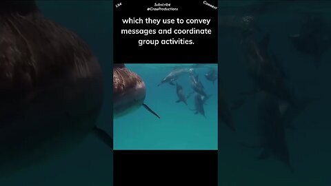 Dolphins are known for their intricate communication skills #dolphin #shorts