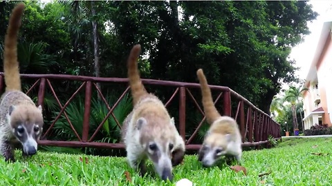 Pregnant coati and her young enjoy tasty treats