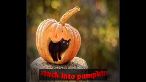 Funny cat stuck into pumpkin