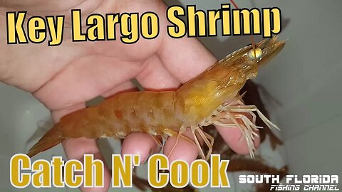 Catching Shrimp in Key Largo Florida | Catch N Cook