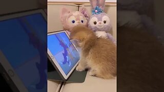 CAT VIDEO