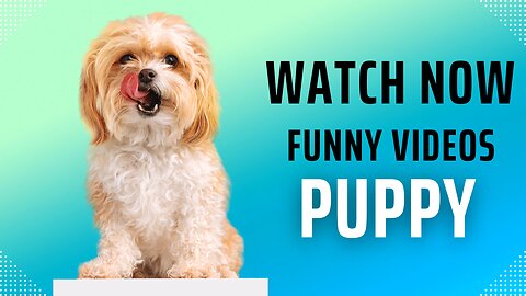 THE MOST POPULAR PET'S VIDEO LOOK LIKE DOGS CATS AND OTHER ANIMALS KINGDOM FUNNY VIDEO 📷