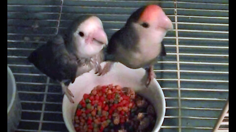 IECV PBV #62 | 👀 Daisy And Buttercup Even Kiwi And Pearl Trying To Get Some Millet 11-21-2015