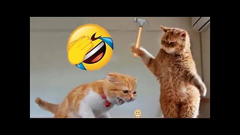 Funny animal videos - Funny cats/dogs - Funny animals Part 12