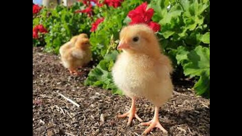 My Pet - Baby Chickens (ProtectAnimals)