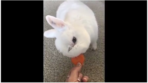 Bunny With Rare Medical Condition Gets A Second Chance