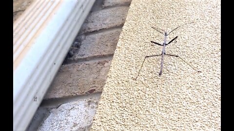 Walking Stick (Diapheromera femorata)