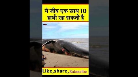 × सबसे बड़ी मछली। #shorts #bigfish #whalemachhali #bluewhale #whalefish