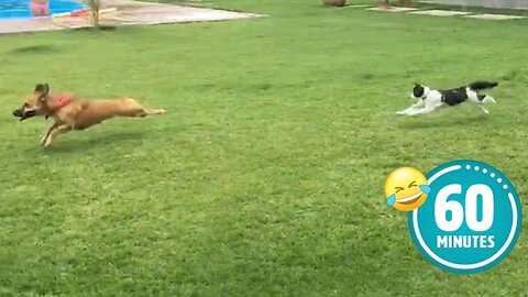 Hilarious Cat CHASES Dog😮|Animals and Pets