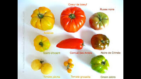 3 variétés de tomates incontournables