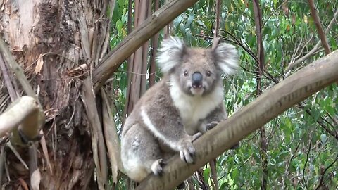 Koalas don't just sleep all day - January 2022