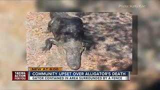 Community upset after Florida Fish and Wildlife has gator killed