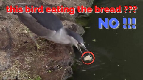 Is this bird is about eating the bread?