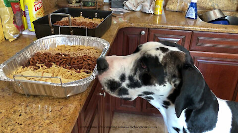 Cat Great Dane and Dog Friends Check Out Chex Christmas Treat Recipe