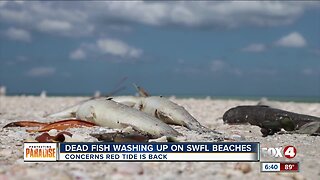 Dead fish washing up on Collier County beaches