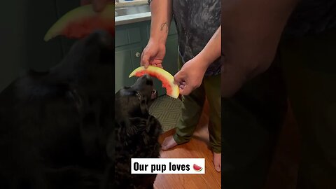 Just a dog eating watermelon 🍉 #shorts #dogshorts #dogeating #familyvideo #christiancontent