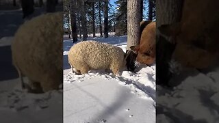 The Mangalica is a breed of domestic pig that is known for its distinctive coat...