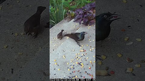 The Grackle Eats In Front Of The Camera! 🐦