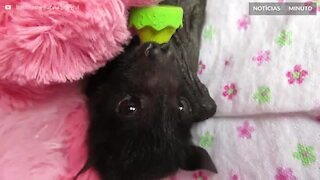 Filhote de morcego é resgatado na Austrália