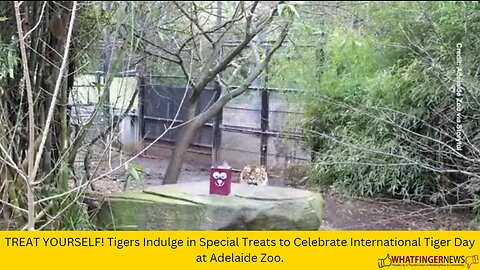 TREAT YOURSELF! Tigers Indulge in Special Treats to Celebrate International Tiger Day