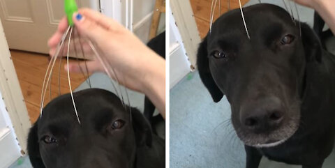 Dog enjoys head massage