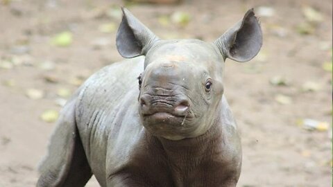 Lovable Baby Rhino Charging and Frolicking Around.